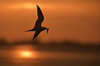 Arctic tern