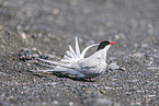 Arctic tern