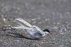 Arctic tern