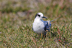 Arctic tern