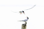 Arctic tern