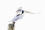Arctic tern