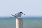 Arctic tern
