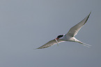 Arctic tern