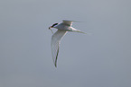 Arctic tern