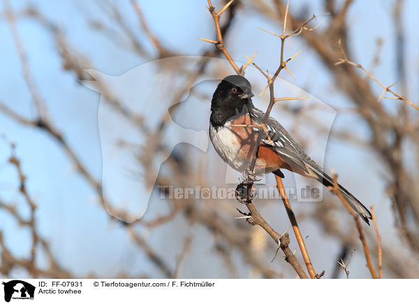 Fleckengrundammer / Arctic towhee / FF-07931