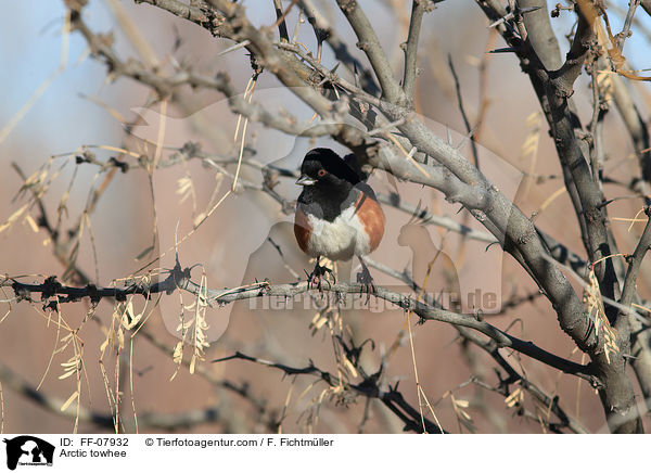 Arctic towhee / FF-07932