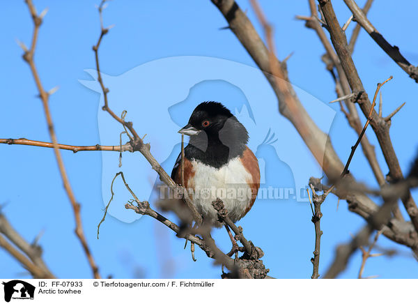 Arctic towhee / FF-07933