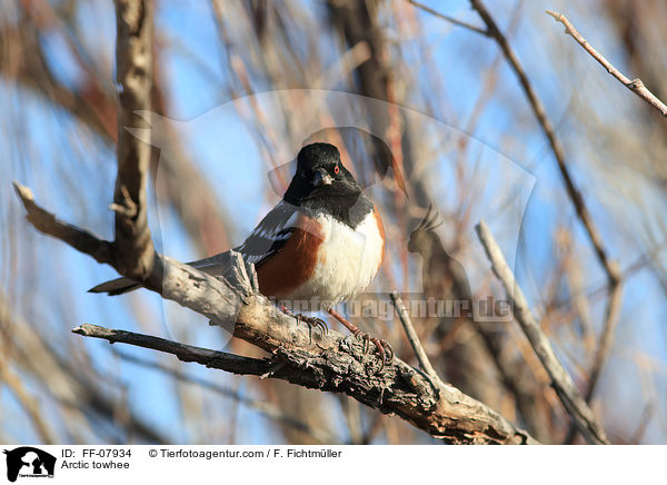 Arctic towhee / FF-07934