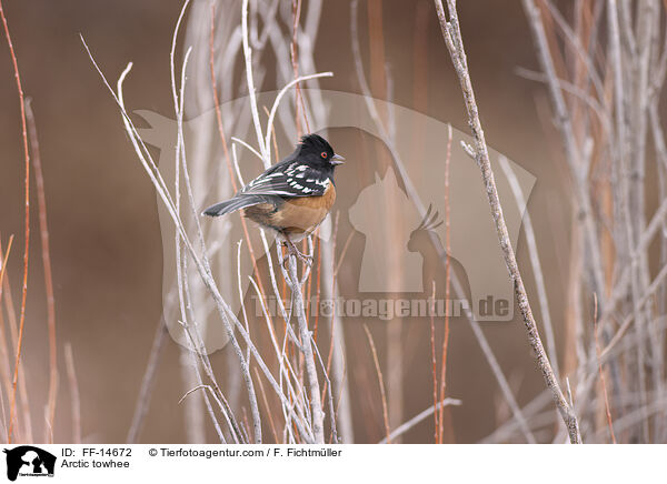 Fleckengrundammer / Arctic towhee / FF-14672