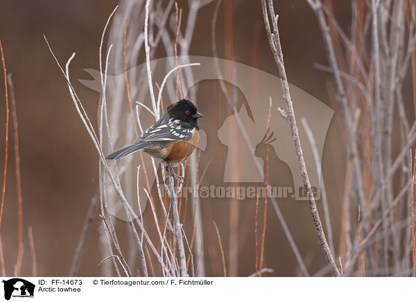 Fleckengrundammer / Arctic towhee / FF-14673