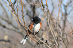 Arctic towhee