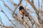 Arctic towhee