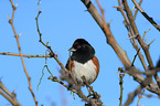 Arctic towhee