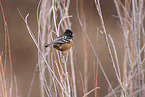 Arctic towhee