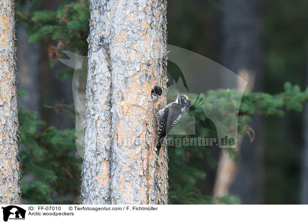 Schwarzrckenspechte / Arctic woodpeckers / FF-07010