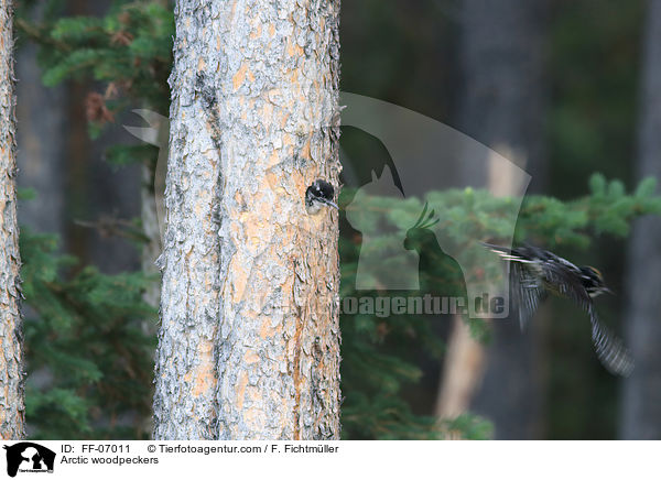 Schwarzrckenspechte / Arctic woodpeckers / FF-07011