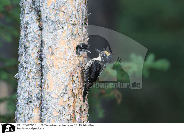 Schwarzrckenspechte / Arctic woodpeckers / FF-07013