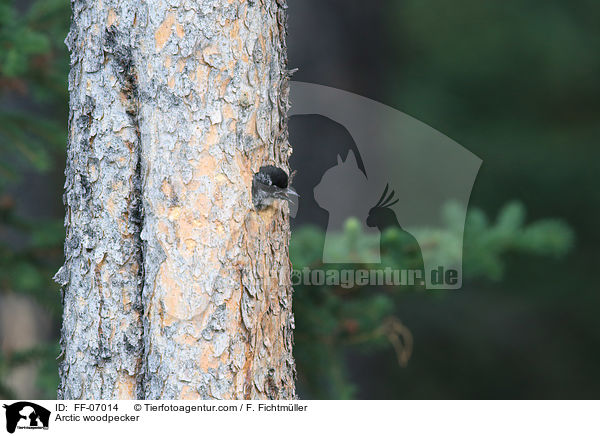 Schwarzrckenspecht / Arctic woodpecker / FF-07014