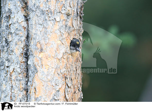 Arctic woodpecker / FF-07015