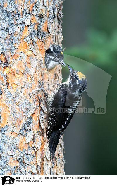 Schwarzrckenspechte / Arctic woodpeckers / FF-07016