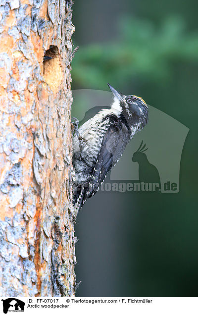 Schwarzrckenspecht / Arctic woodpecker / FF-07017
