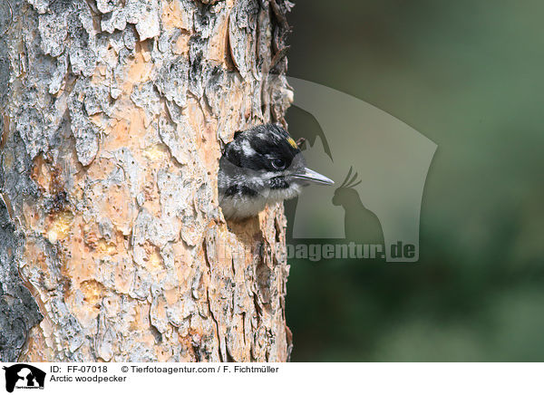 Schwarzrckenspecht / Arctic woodpecker / FF-07018