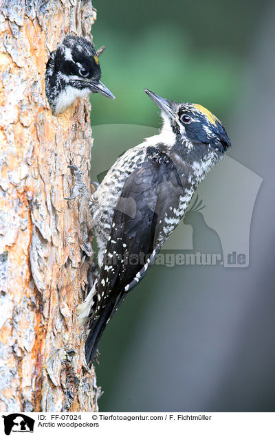 Schwarzrckenspechte / Arctic woodpeckers / FF-07024