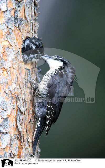 Schwarzrckenspechte / Arctic woodpeckers / FF-07025