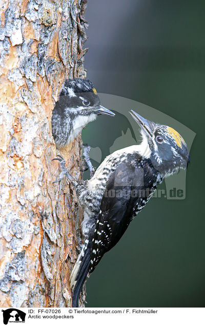 Schwarzrckenspechte / Arctic woodpeckers / FF-07026