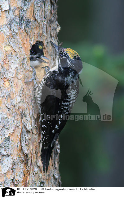 Schwarzr�ckenspechte / Arctic woodpeckers / FF-07028