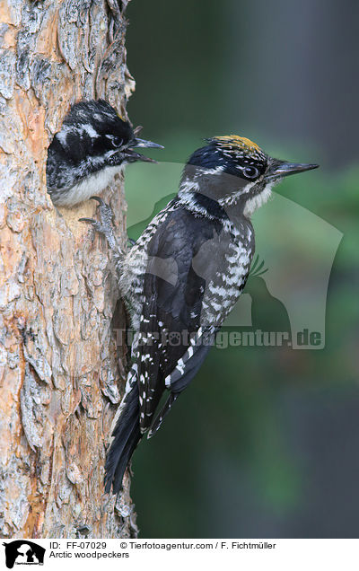 Schwarzrckenspechte / Arctic woodpeckers / FF-07029