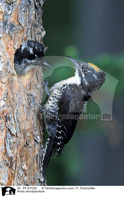 Arctic woodpeckers / FF-07030