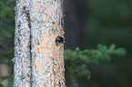 Arctic woodpecker