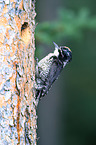 Arctic woodpecker