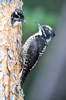 Arctic woodpeckers