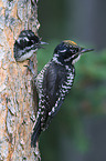 Arctic woodpeckers