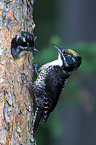 Arctic woodpeckers