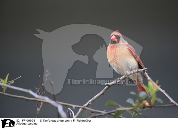 Arizona cardinal / FF-06954