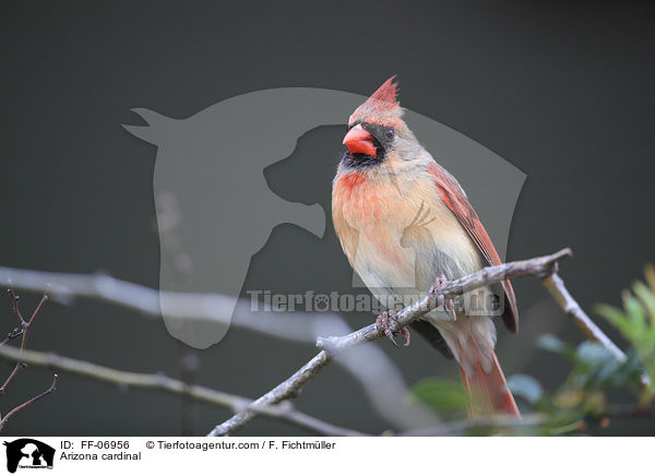 Arizona cardinal / FF-06956