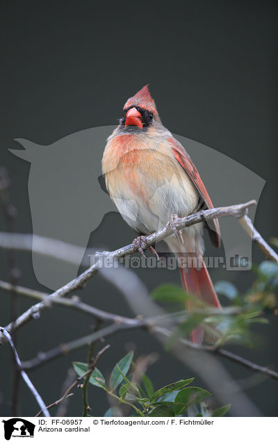 Arizona cardinal / FF-06957