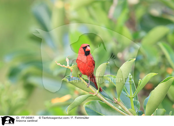 Arizona cardinal / FF-06961