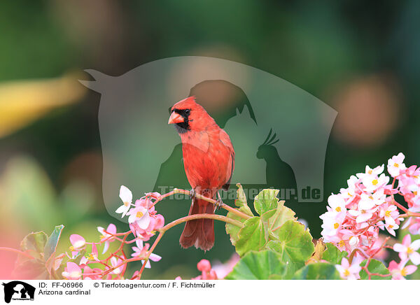 Rotkardinal / Arizona cardinal / FF-06966