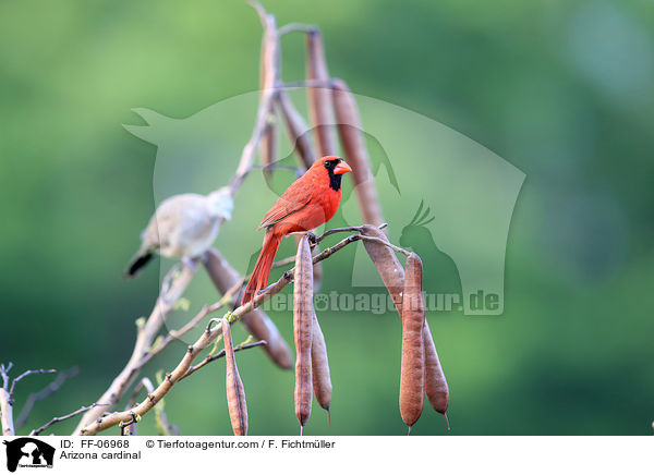 Rotkardinal / Arizona cardinal / FF-06968