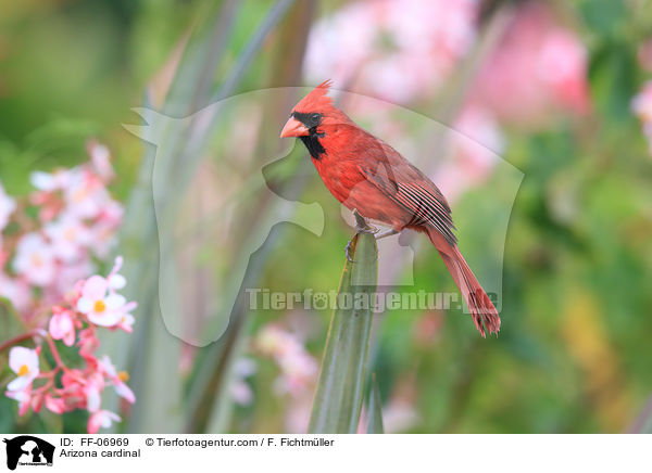 Rotkardinal / Arizona cardinal / FF-06969