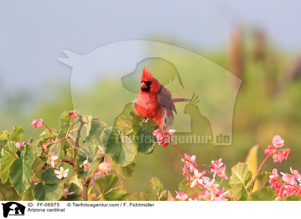 Arizona cardinal / FF-06975