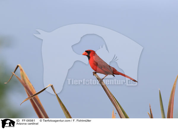 Arizona cardinal / FF-06981