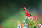 Arizona cardinal