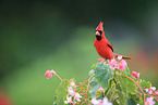 Arizona cardinal