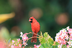 Arizona cardinal